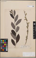Foto von Salix cinerea L.